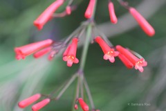 Russelia equisetiformis